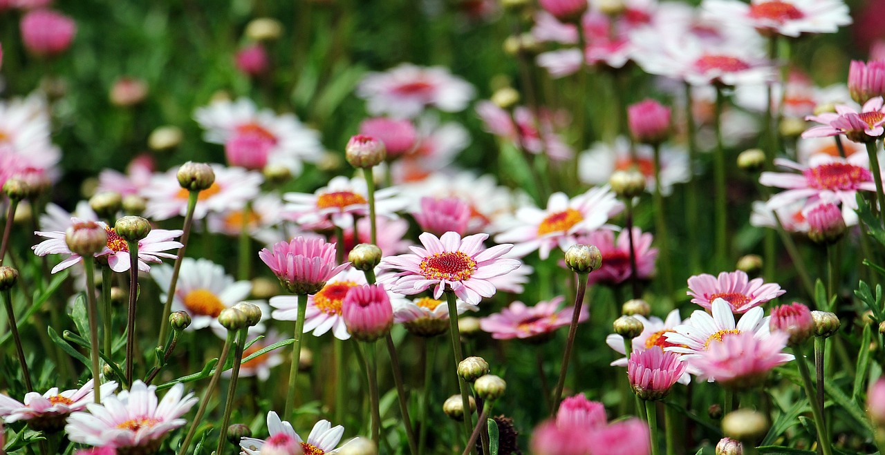 Designing Beautiful Borders for Your Garden Path